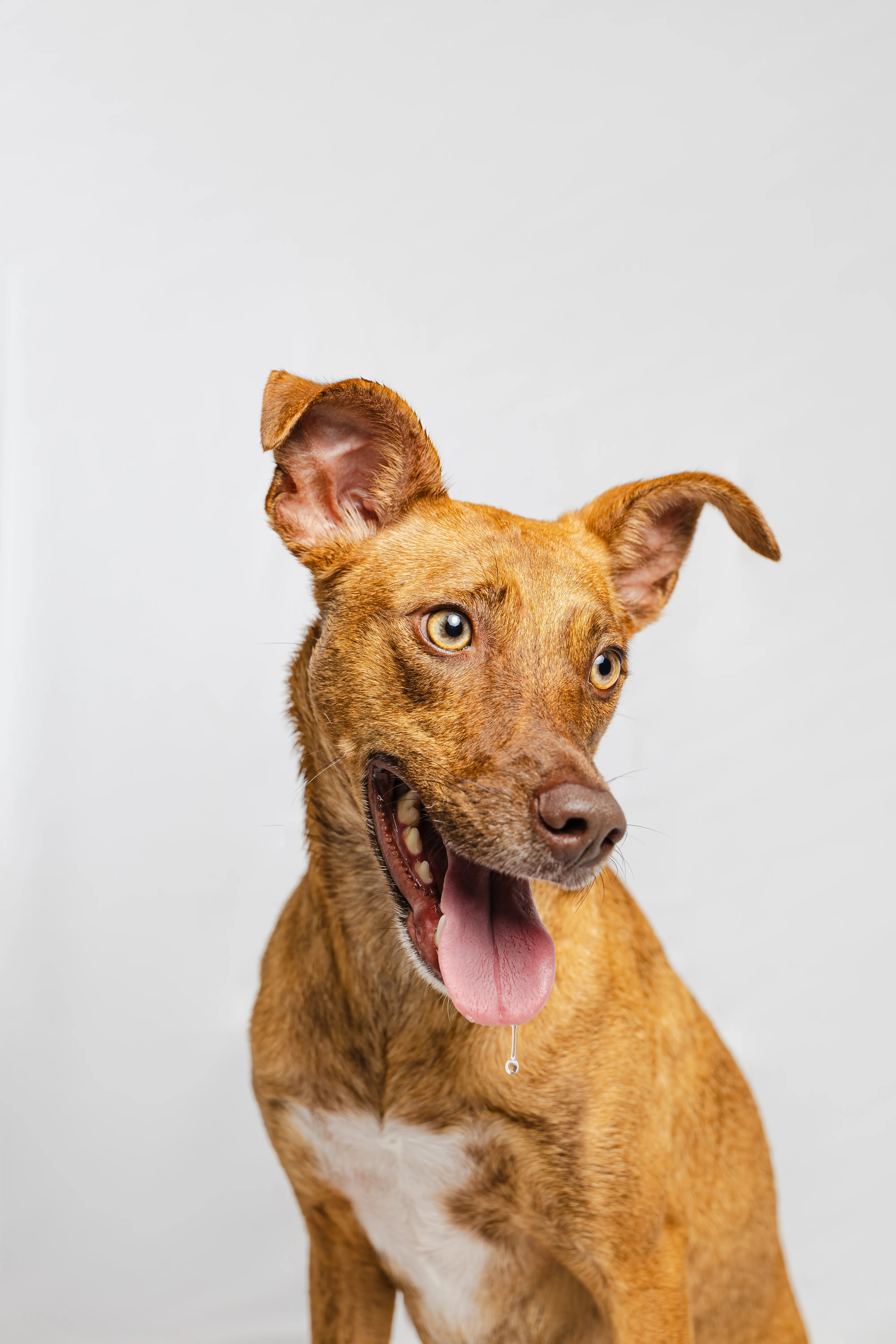 Cão sorrindo, orelhas em pé, olhando para a câmera